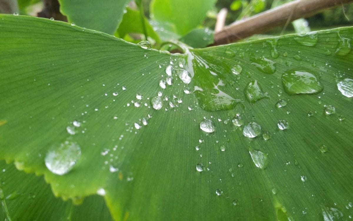 Bold Display Font Vol.163