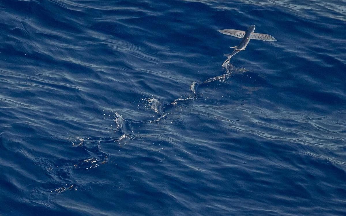 Bold Serif Collection Vol.227