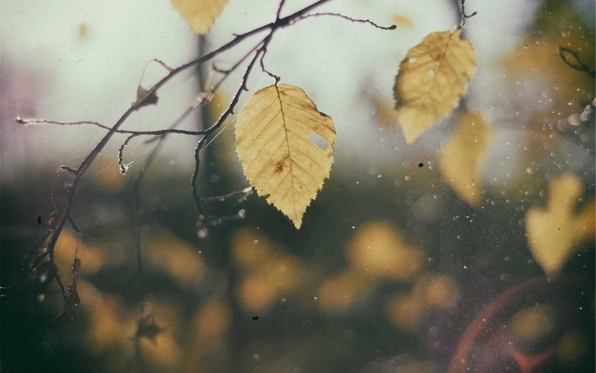 Elegant Nature Gallery Vol.293