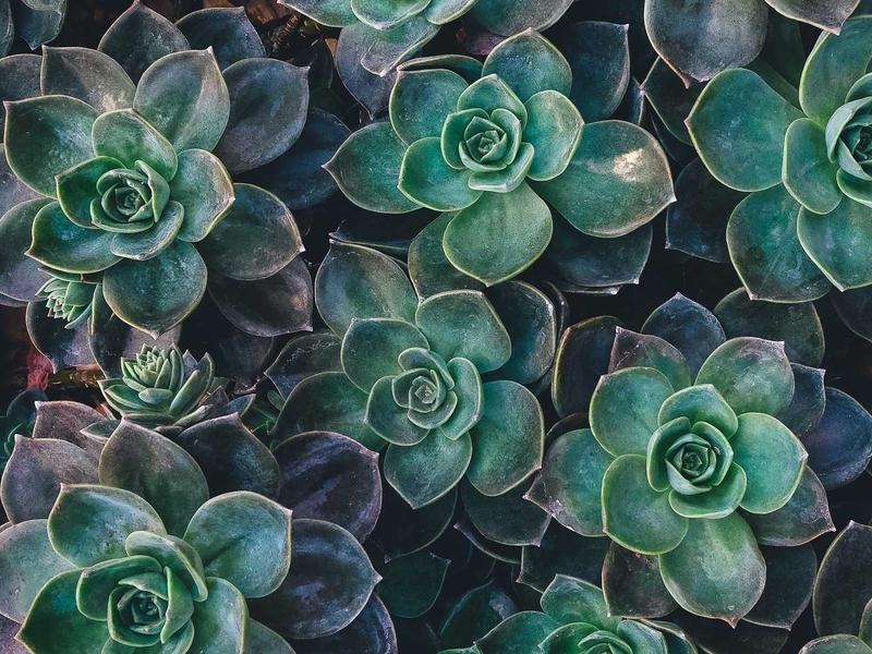 Creative Serif Collection Vol.239